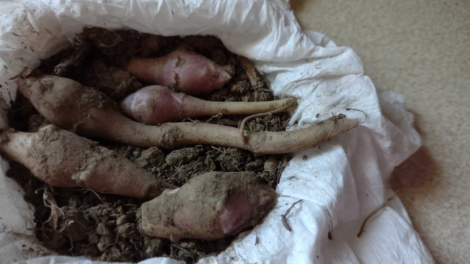 5 M S red organic Jerusalem Artichoke Tubers ready FOR PLANTING