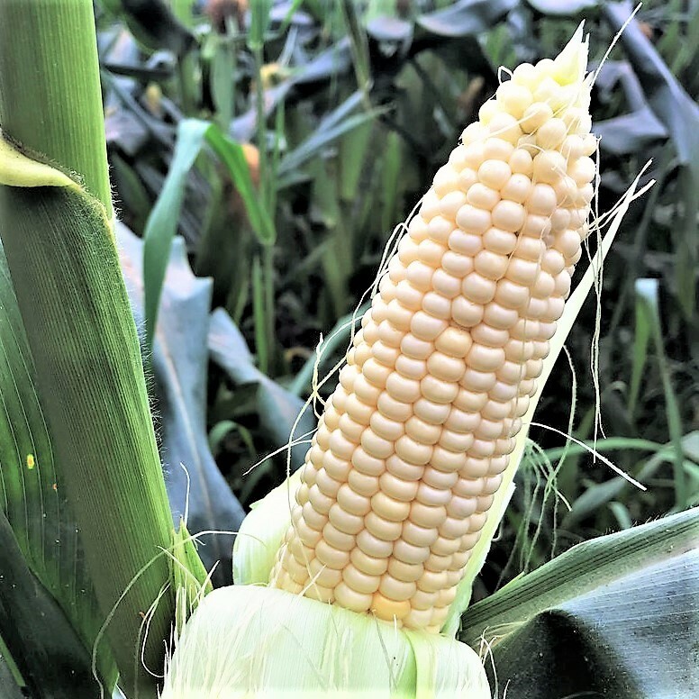 Stowell’s Evergreen White Sweet Corn Seeds | Untreated USA Heirloom Seed 2024