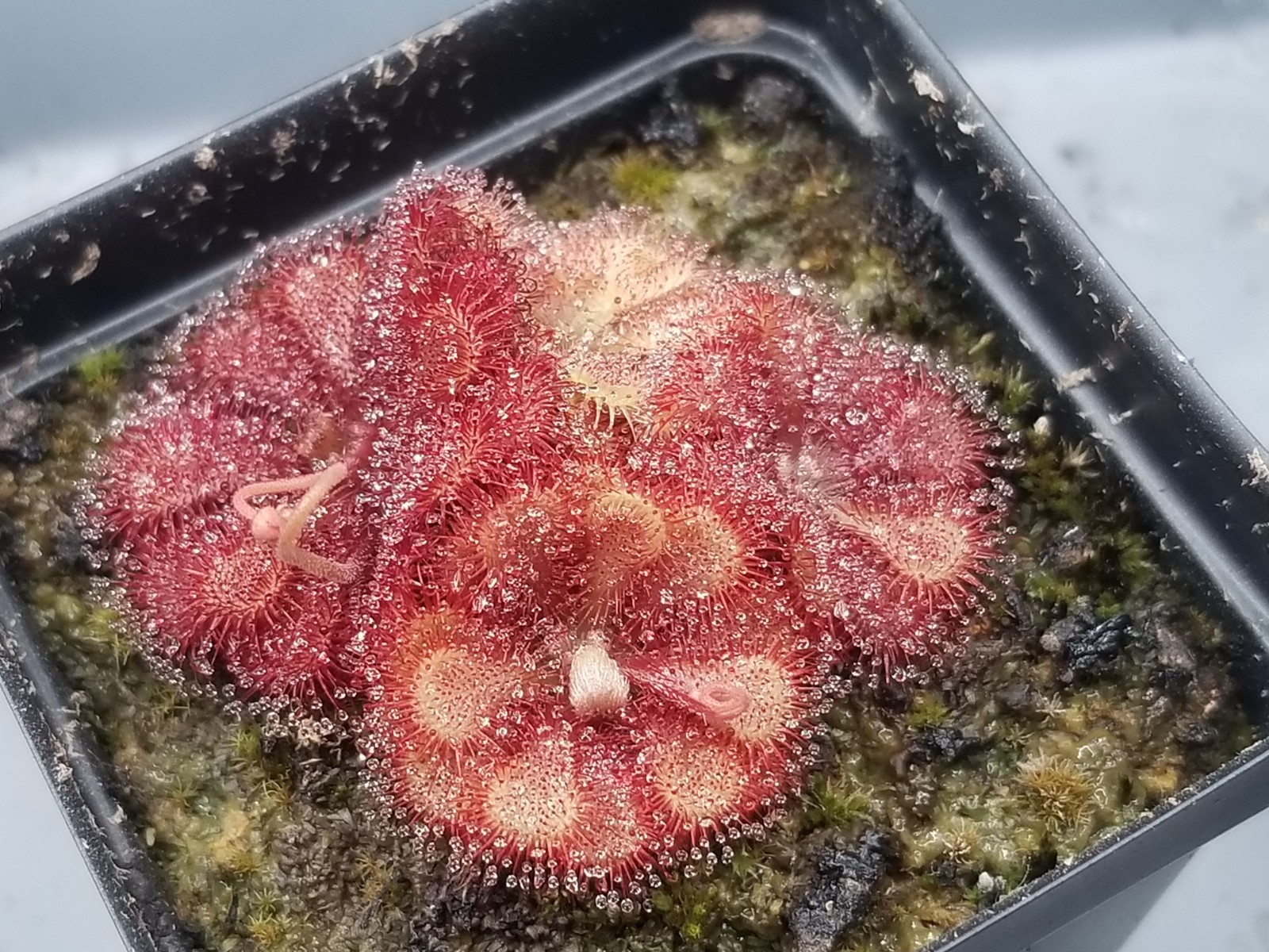 Drosera natalensis Seeds – Carnivorous Sundew Plant – Super easy to grow!