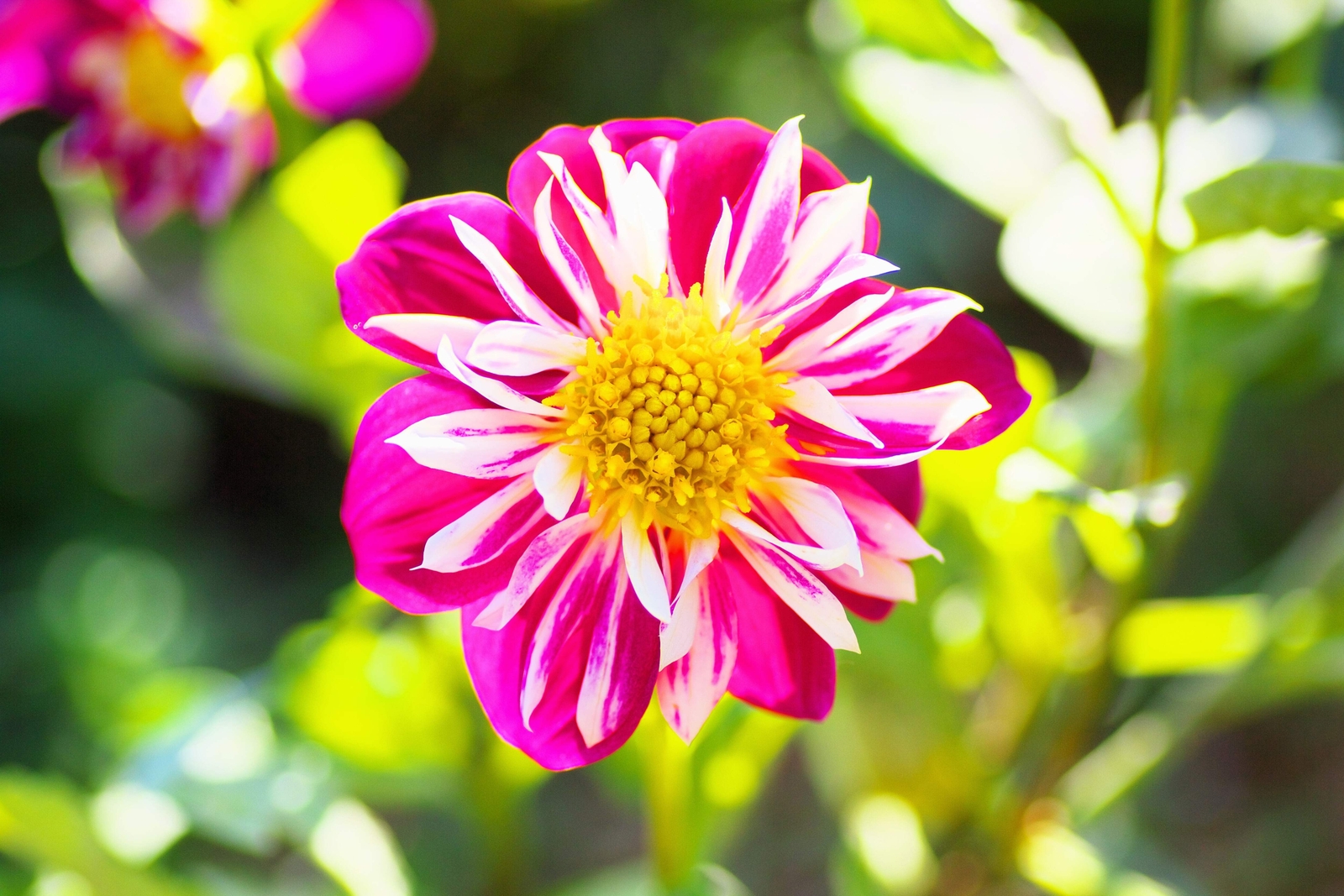 50 MIXED COLLARETTE DAHLIA Variabilis Two Tone Red Pink Yellow Flower Seeds