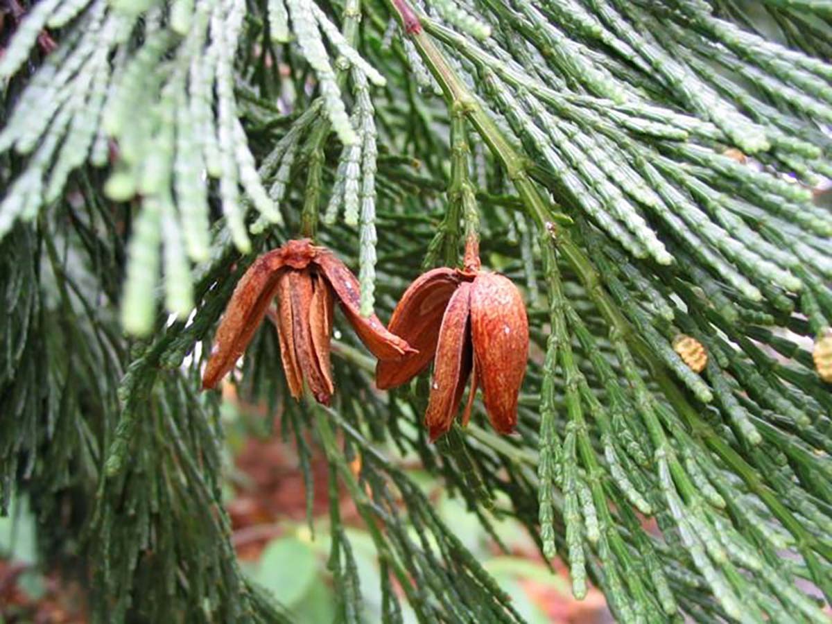 Incense Cedar, Calocedrus decurrens (Libocedrus decurrens), Tree Seeds