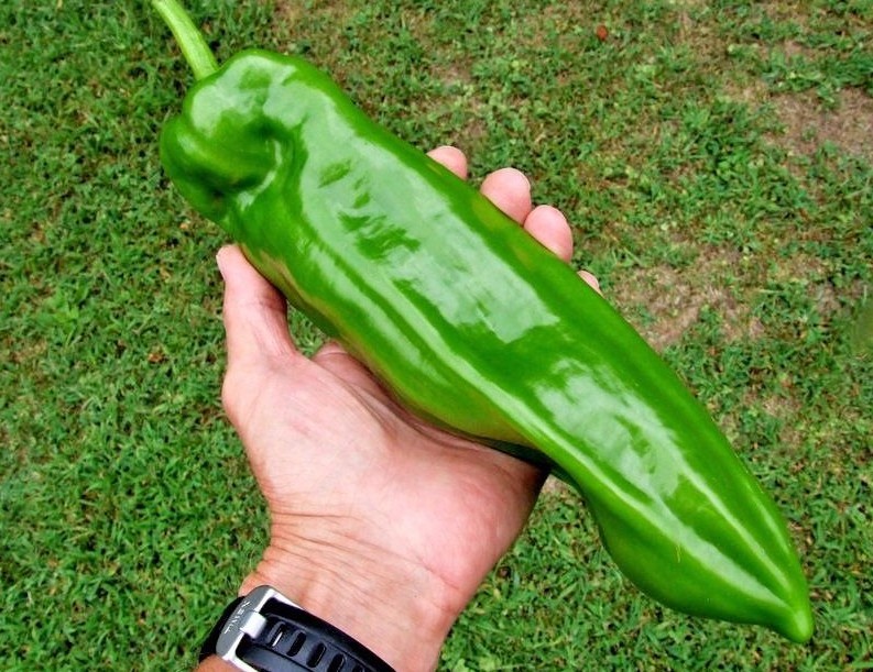 Red Marconi sweet pepper seeds non-gmo Italian heirloom BIG FLAVOR