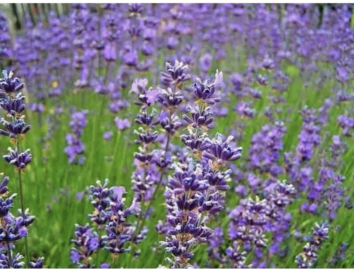 1200+ ENGLISH LAVENDER SEEDS 🌱 HEIRLOOM MOSQUITO REPELLENT HERB FREE SHIPPING
