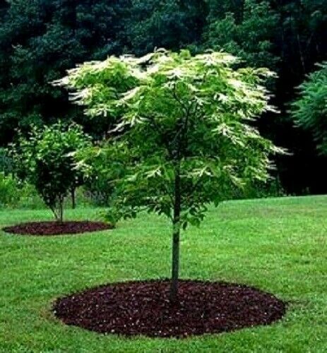 100 Lily of the Valley Sourwood Seeds (Oxydendrum arboreum) | Honey Bee Tree