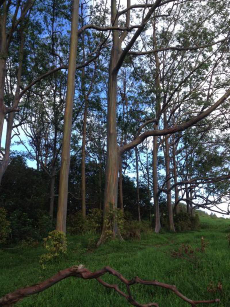 1-1000 PCS Rainbow Eucalyptus Tree Seeds Indonesian Gum Mindanao Sarassa 0128