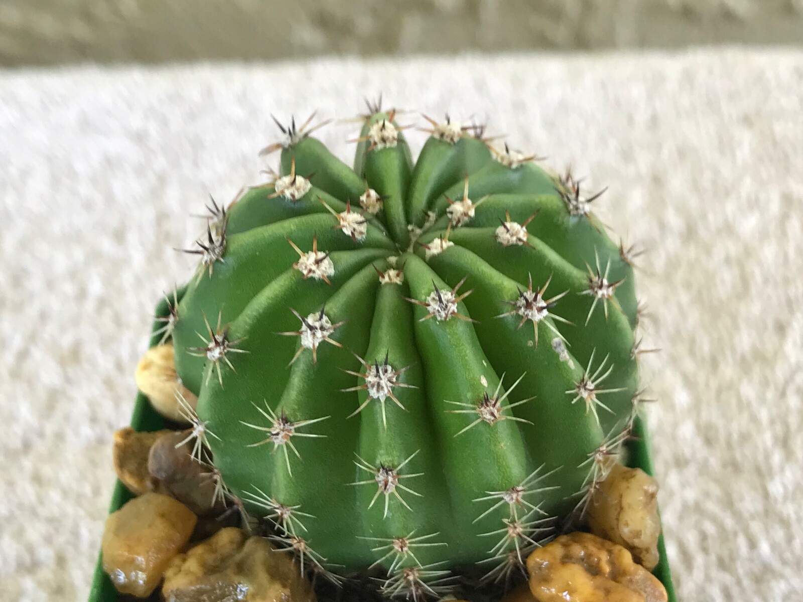 Echinopsis hybrid, ‘Rainbow Burst’ Lavender flower. Cactus Succulent
