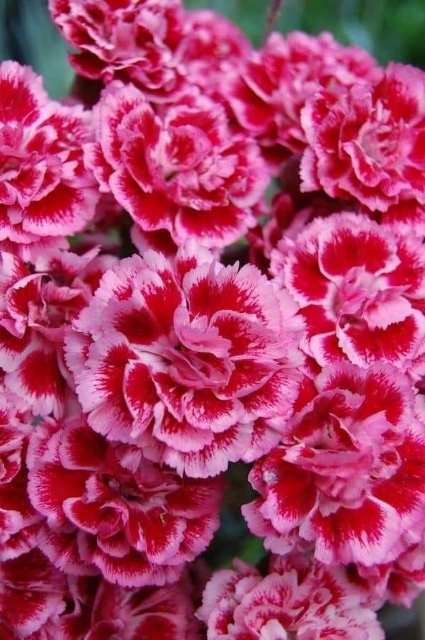 100 Carnation Seeds Dianthus Flowers Seed Flower Perennial “Black Cherry”