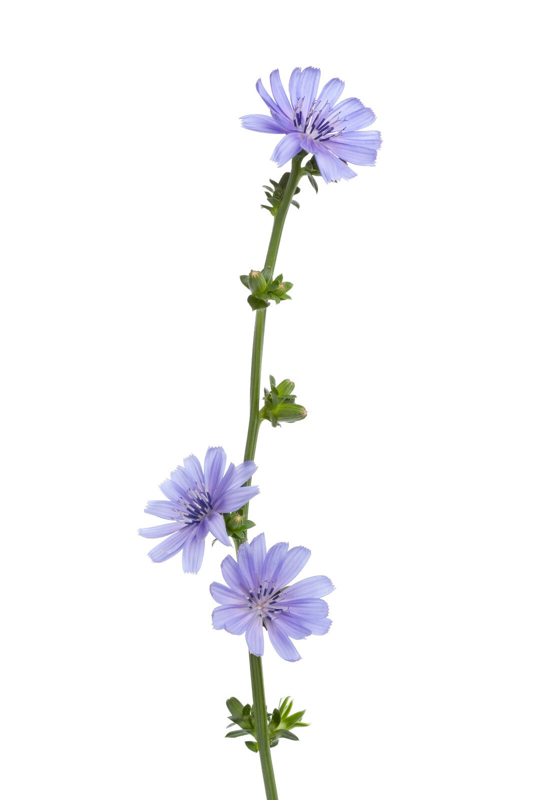 1000+ Chicory Seeds | Blue Dandelion | Perennial Medicinal Herb & Coffee Subst.