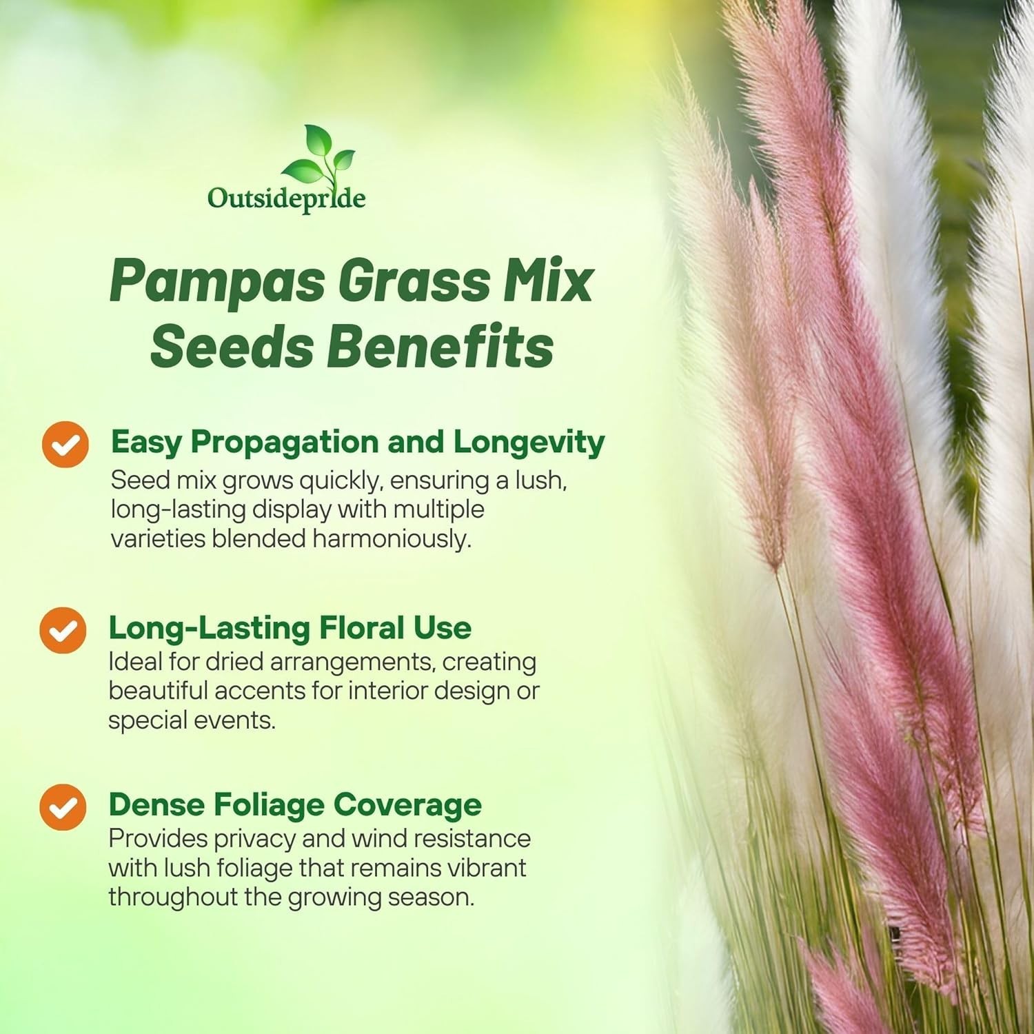 Pampas Mixed Seeds – 1,000 Count for Tall Privacy and Low-Maintenance Gardens
