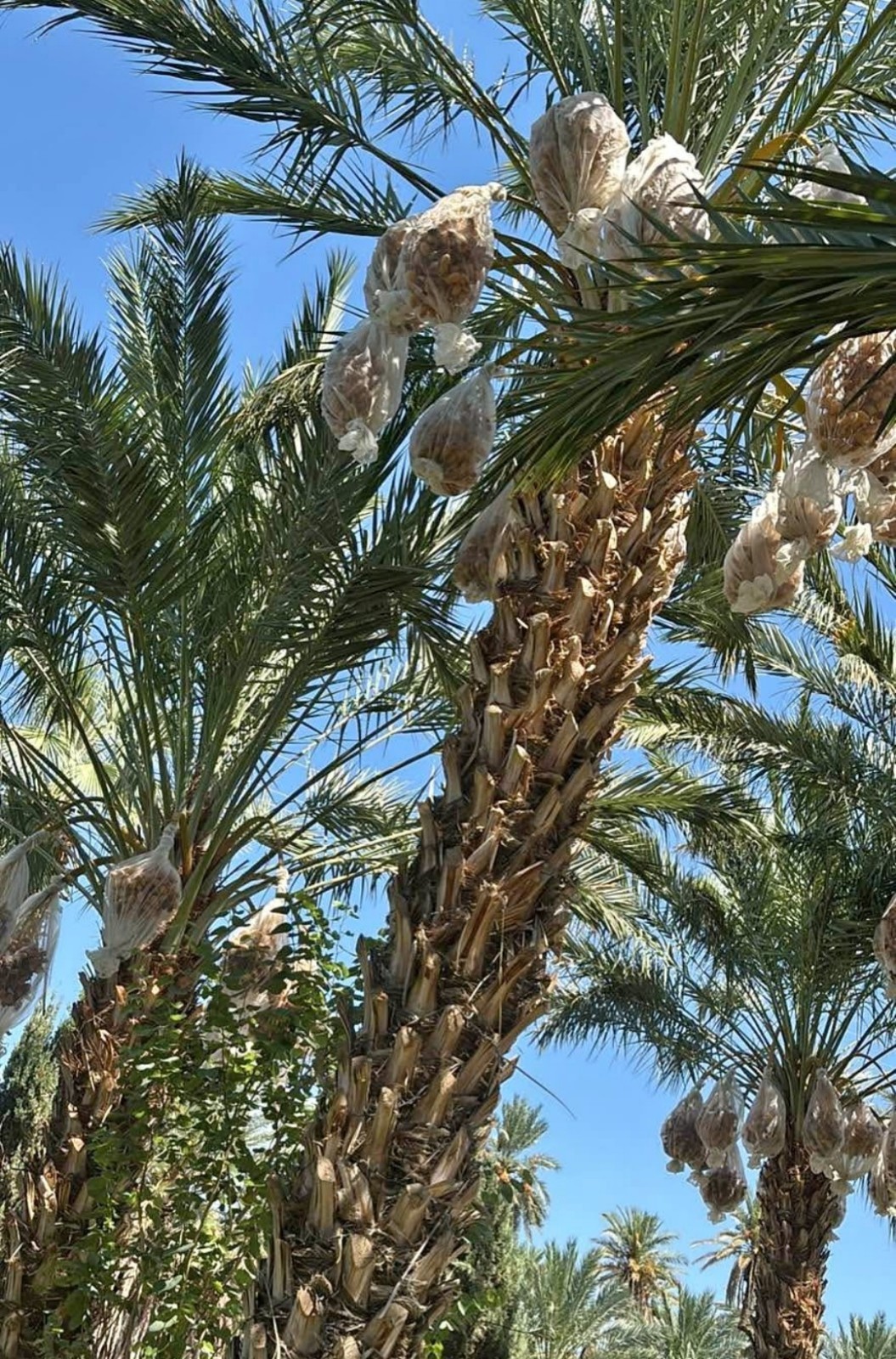 MEDJOOL DATE PALM TREE SEEDS, Phoenix Dactylifera, Edible Fruit – 25 seeds