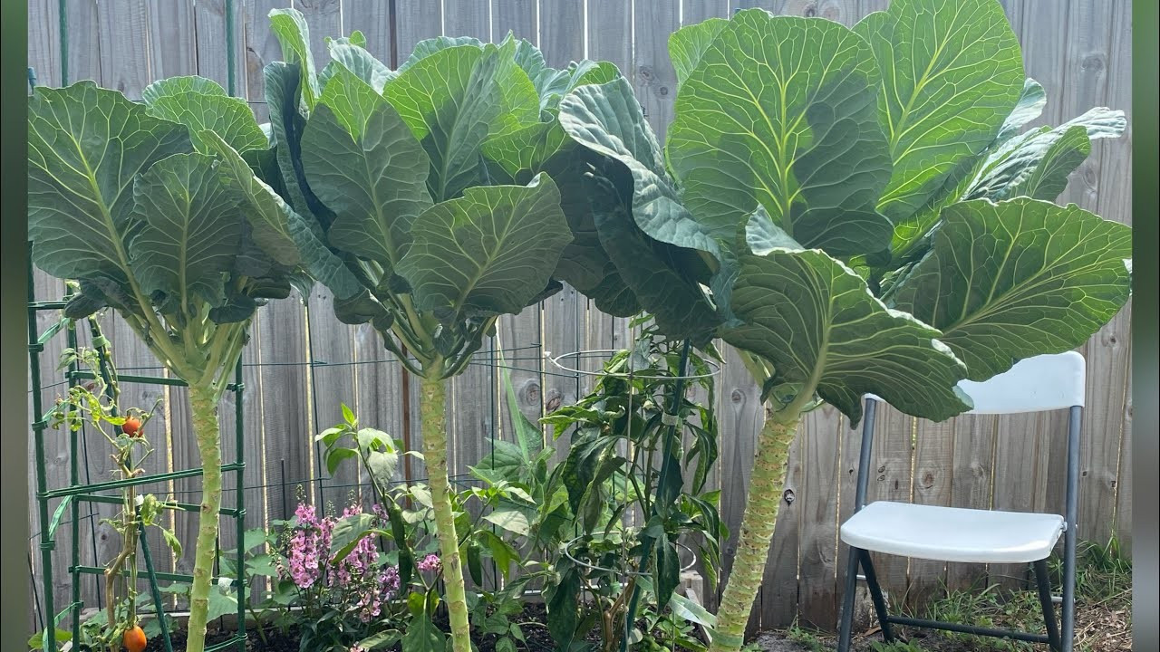 200+ Georgia Southern Collard Seeds —– Heirloom