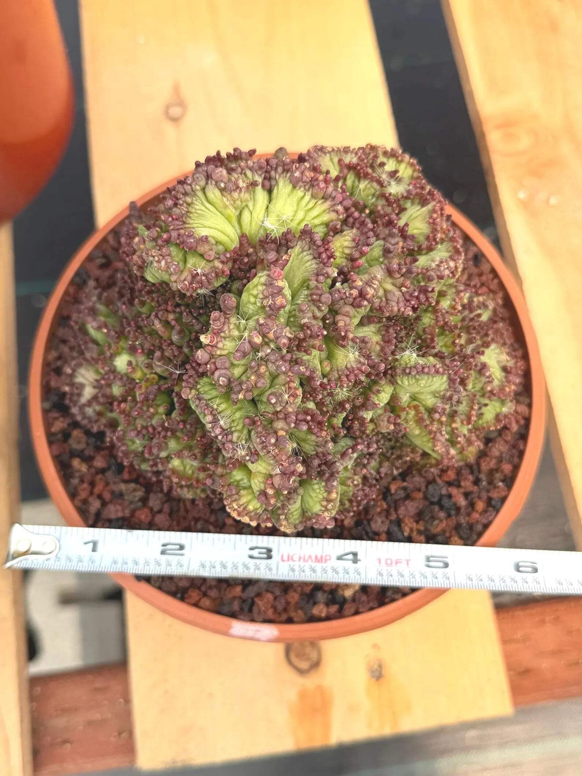 Crested Mammillaria bocasana cv. Fred | Rare Collector Cactus | Unique Live Succ