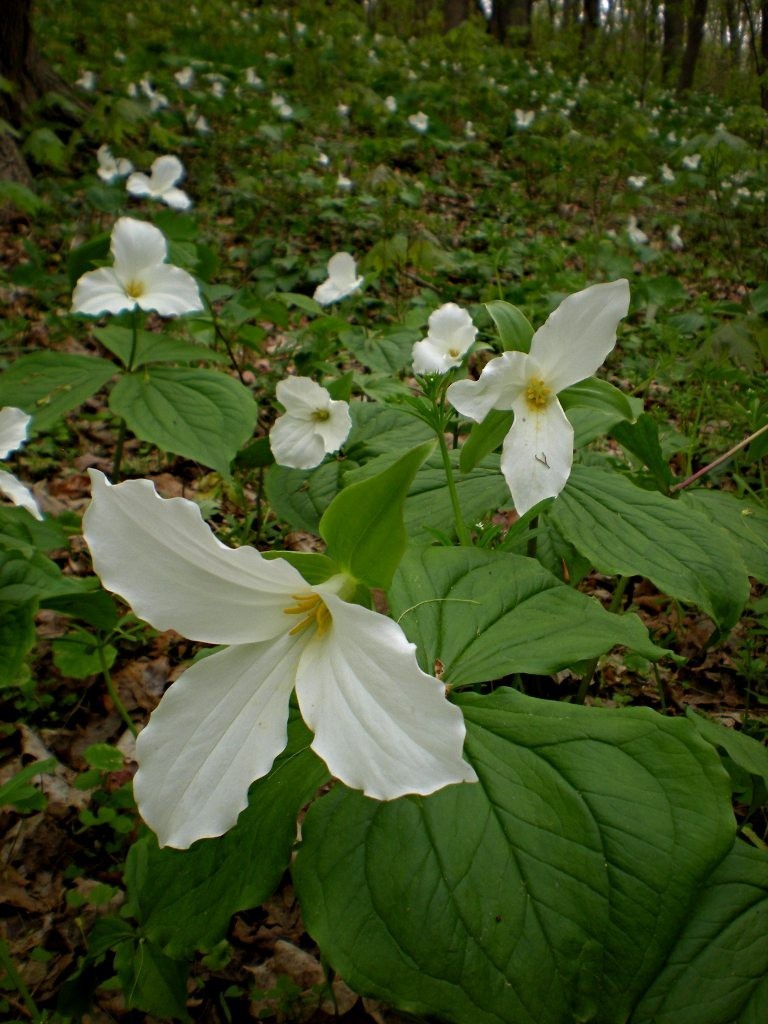 White Trillium 20 bulbs