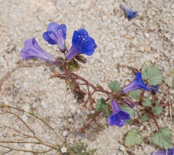 Phacelia campanularia | California Bluebells | 50 Seeds