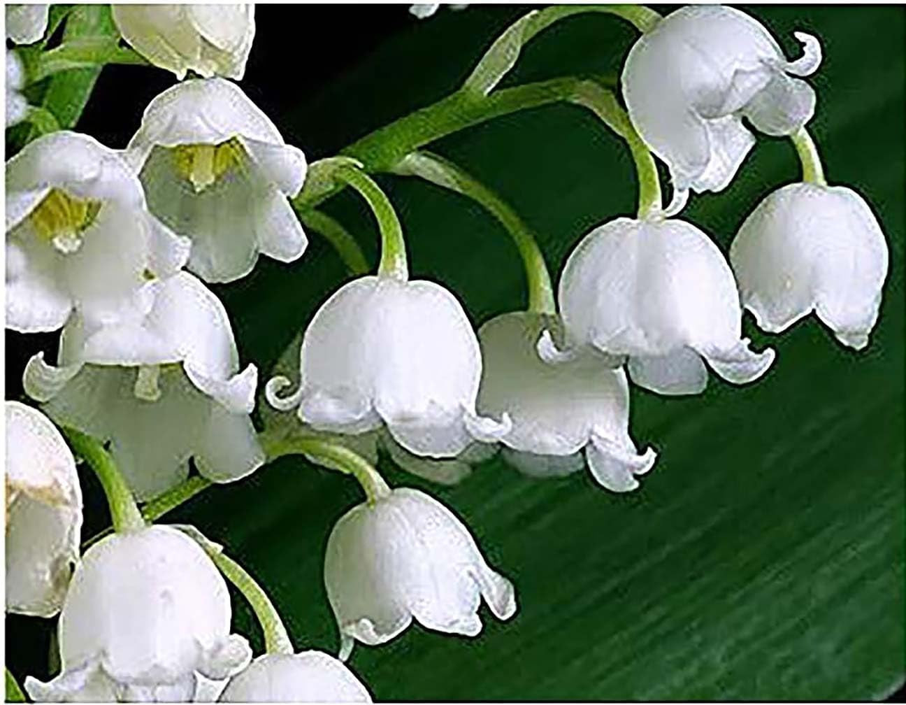 10 Large Lily of the Valley Pips with Roots for Stunning May Blooms