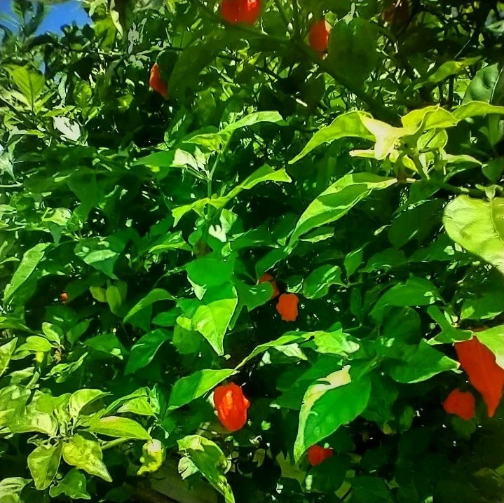 Red Hot Summer Deluxe – 48 Superhot Seeds -Reaper, Primo, Ghost & Death Spiral