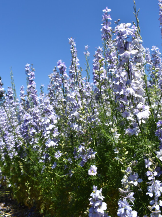 Rocket Larkspur Delphinium LIGHT BLUE Cut Flowers Pollinators Non-GMO 500 Seeds