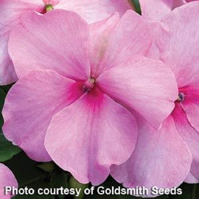 50 Impatiens Seeds Accent Premium Pink Flower Seeds