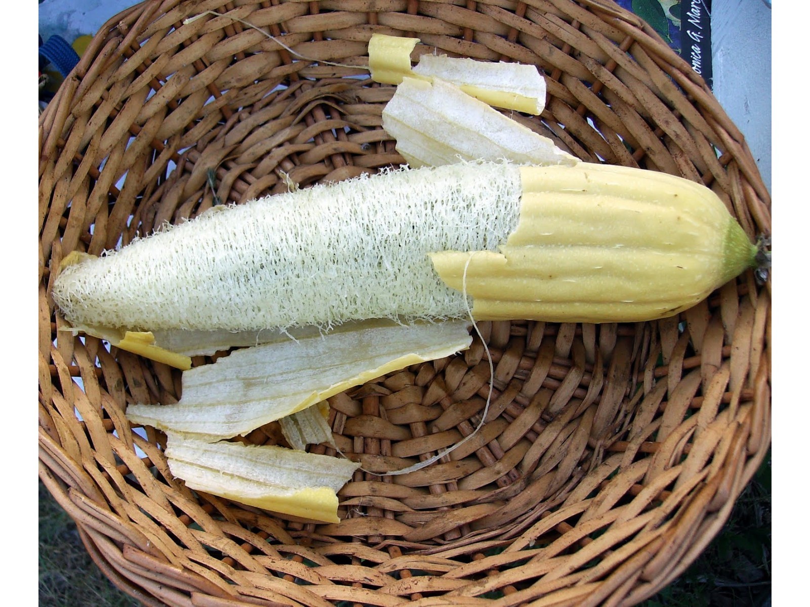30+LUFFA SPONGE GOURD Seeds Loofah Loofa Lofa Heirloom Vine Garden Container