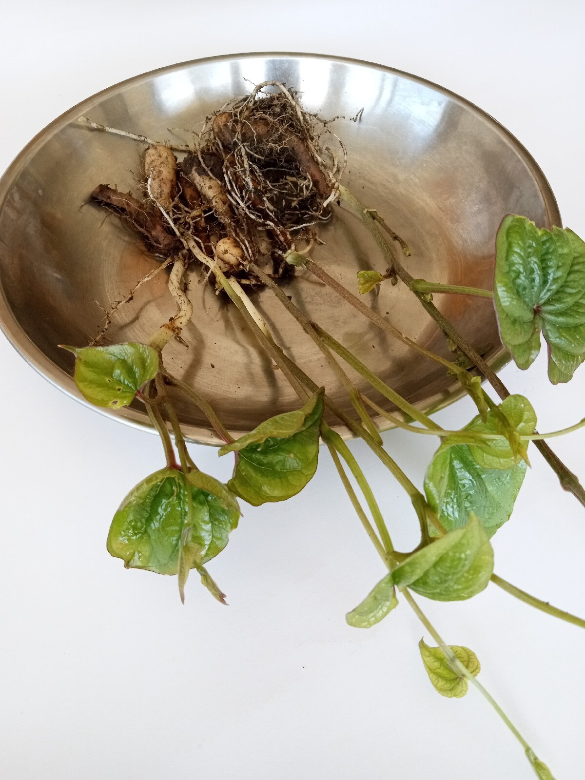 3 Chinese Yam 山药/淮山 Cinnamon Vine Dioscorea Opposita Live Rooted Plants 