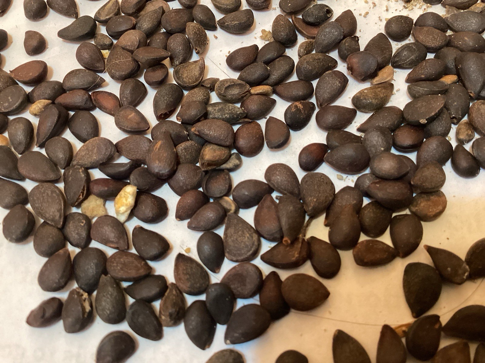 Callery Pear Tree Seeds (PYRUS CALLERYANA)
