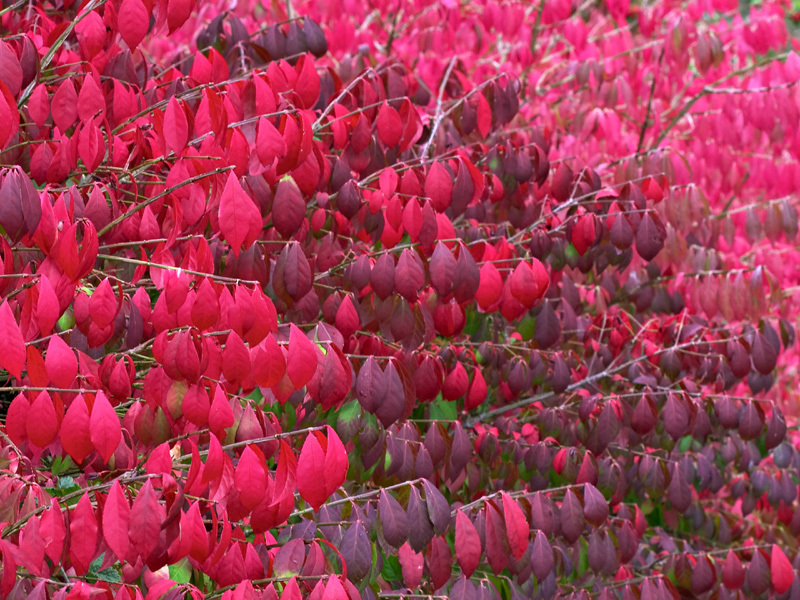 Burning Bush, Euonymus alatus, Shrub Seeds