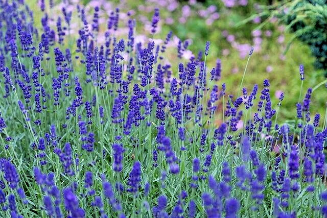 ENGLISH LAVENDER 100 SEEDS, AGUSTUIFOLIA MUNSTEAD, HARDY HERB, EZ TO GROW