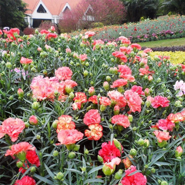 25pc CARNATION SEEDS Garden Plant Flower rare exotic USA seller FREE shipping