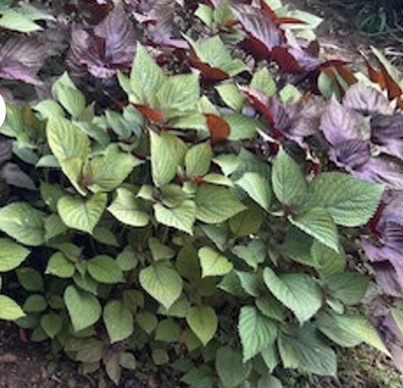 500+ SEEDS- Korean Perilla Seeds Shiso