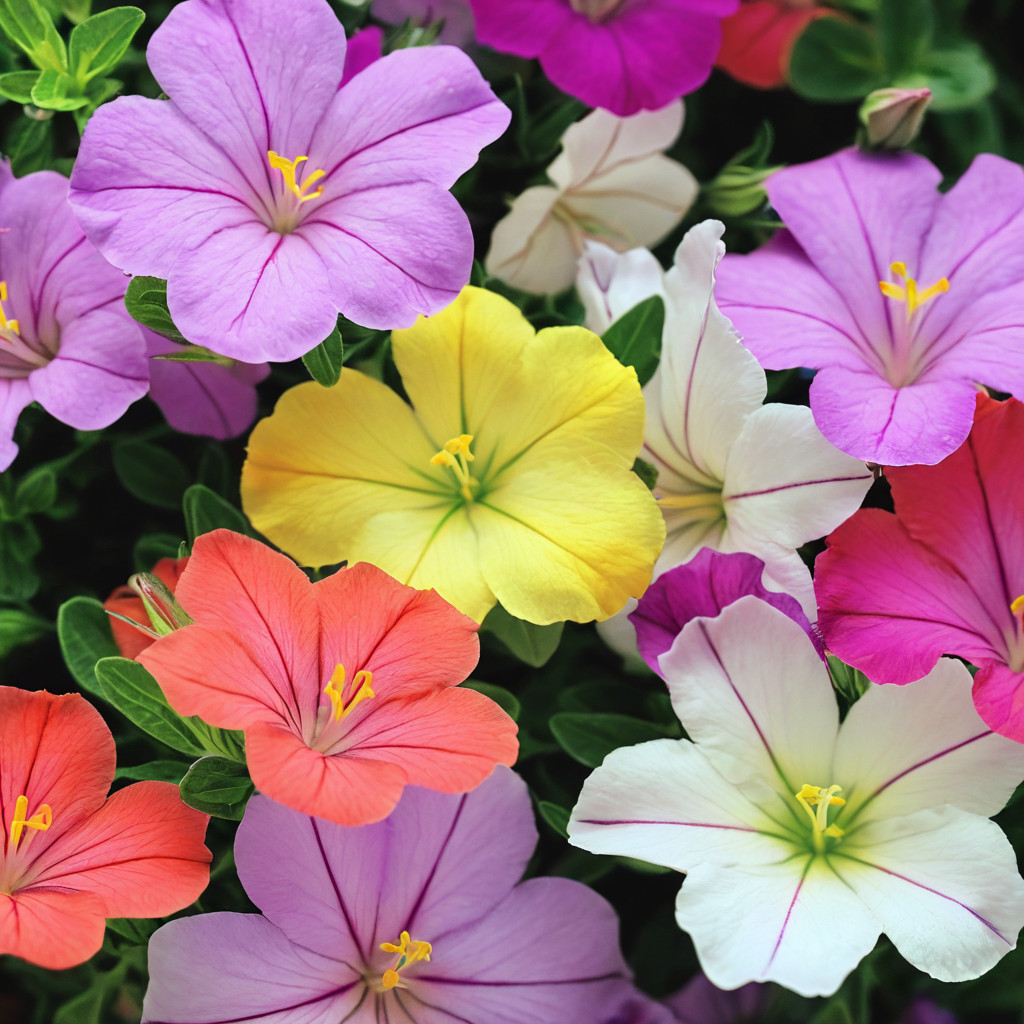25 Four O’clock Flowers Seeds Mirabilis Seeds Flower Perennial “Mixed Colors”