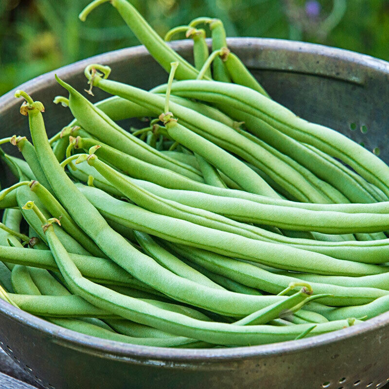 SCARBOROUGH SEEDS 30 Blue Lake Beans Seeds Heirloom Non GMO Bush