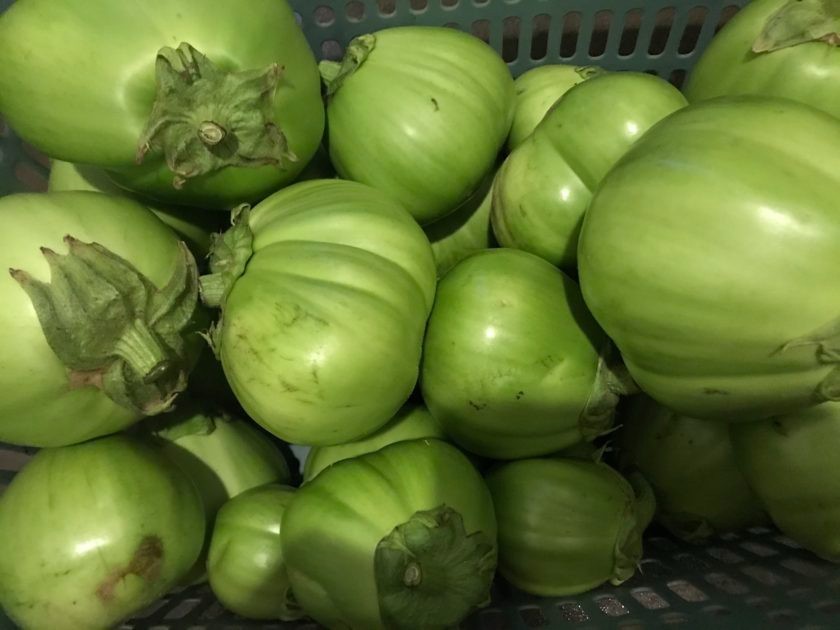 RARE✿ Japanese Heirloom Ao Daimaru Green Eggplant 15+ Seeds ●Heat Tolerant