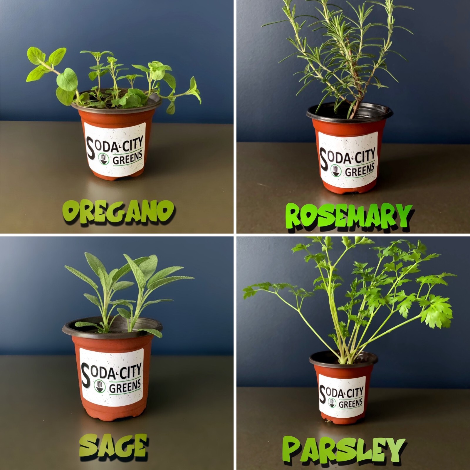 Sage Herb Perennial Seeds