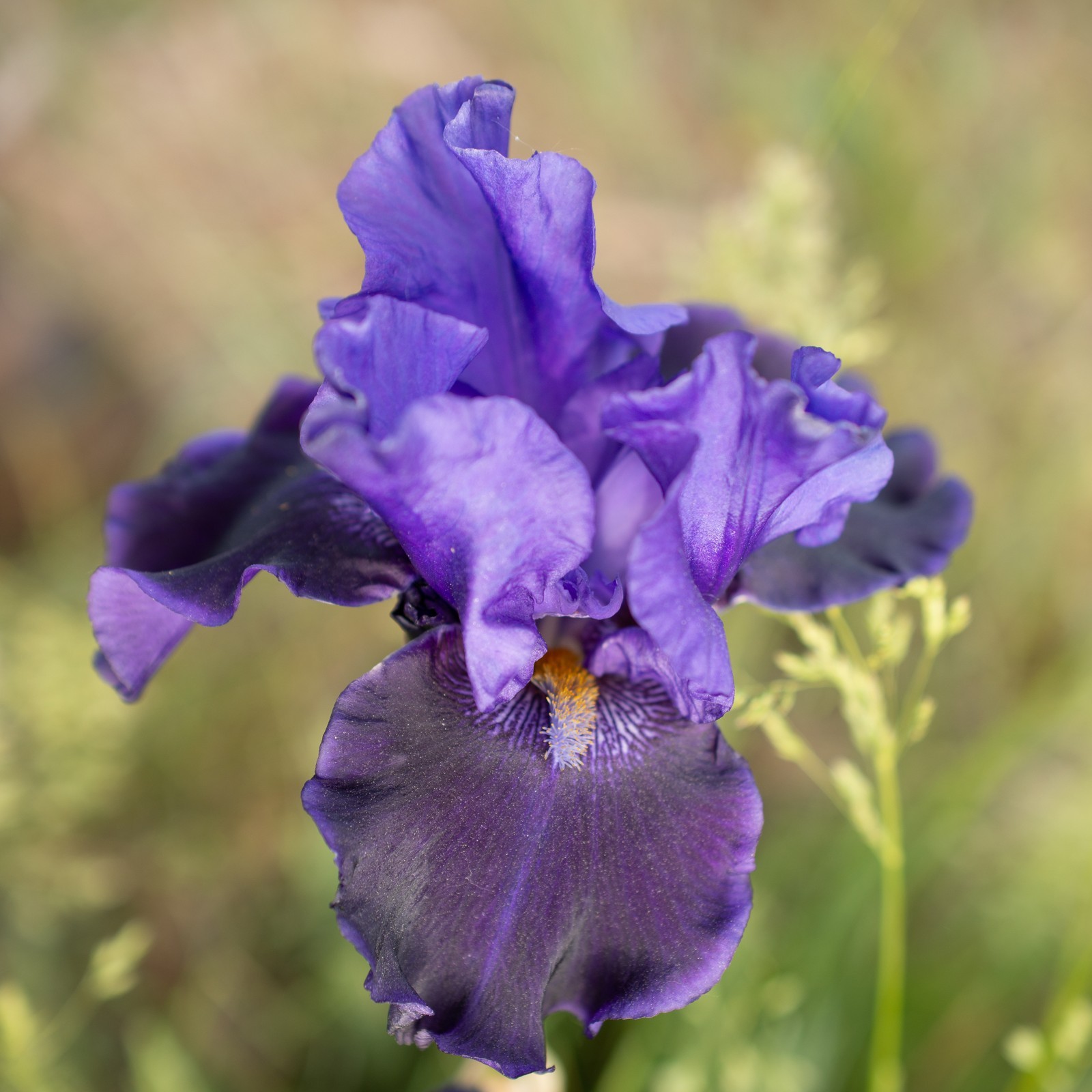 **BLUE BARON* Tall Bearded Iris. Pre-Order, Fresh Dig, Combined Ship: Jul – Sep