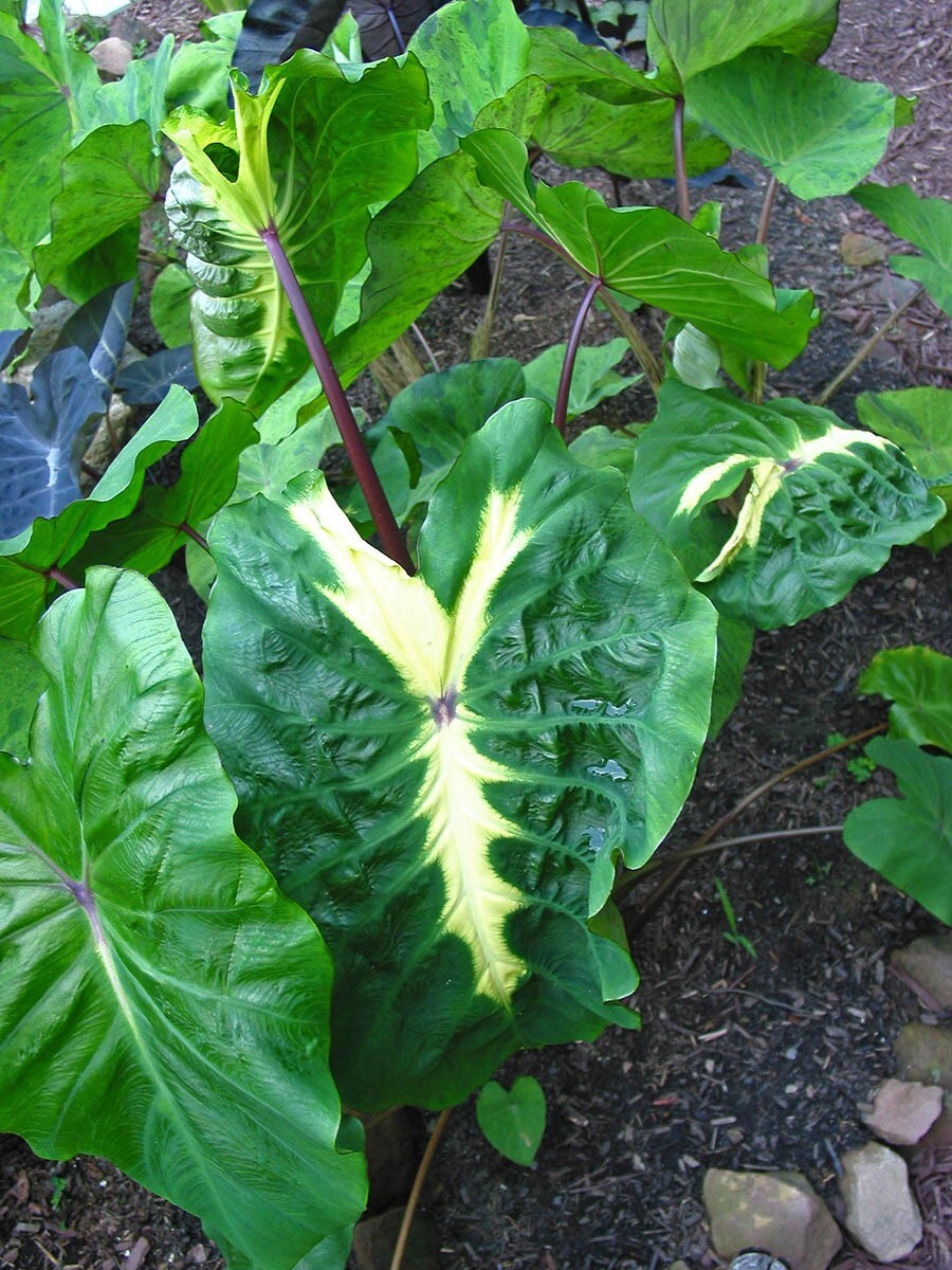 ~WHITE LAVA~ Colocasia esculenta AUTHENTIC ELEPHANT EAR Live potted Small Plant