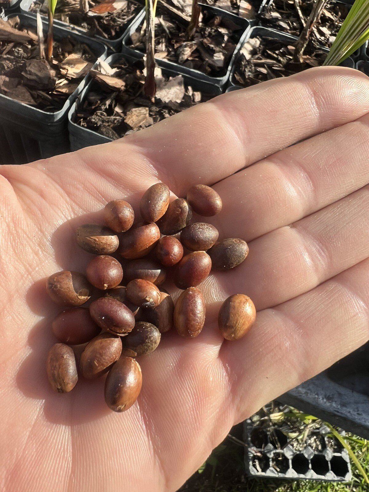Silver Saw Palmetto Seeds Florida 10 seeds