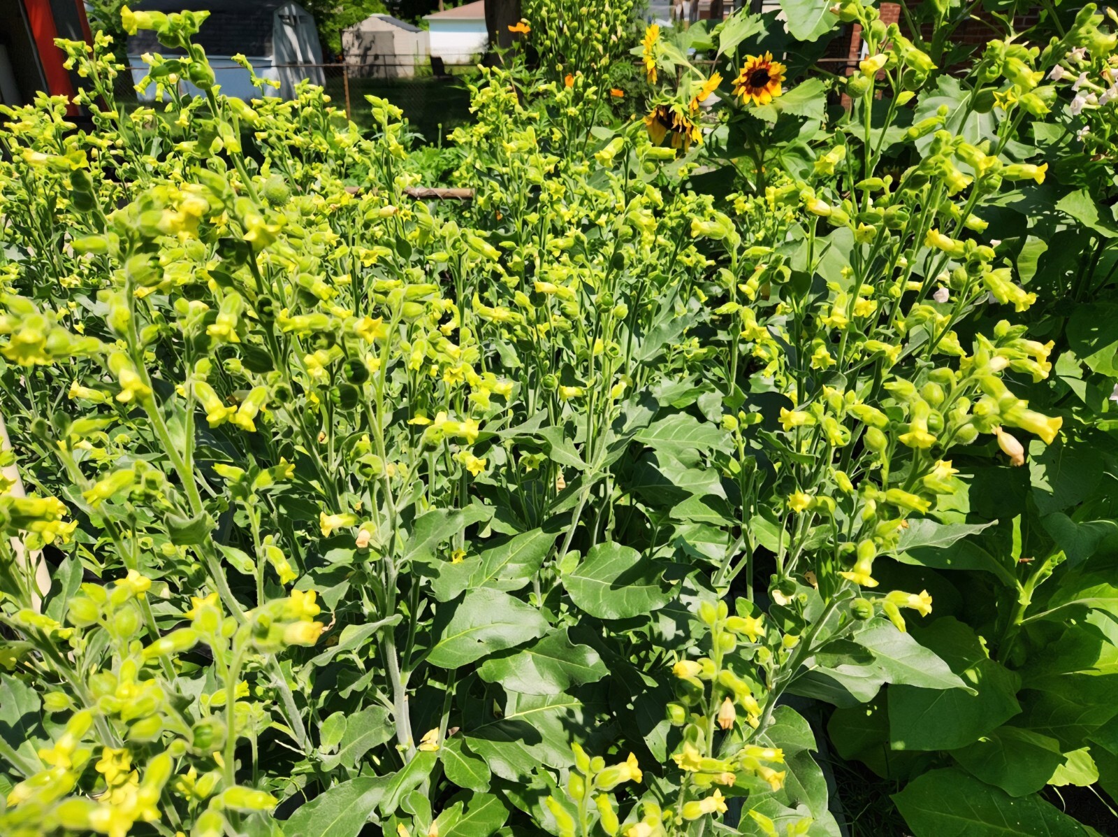 Nicotiana Rustica (Aztec) Seeds