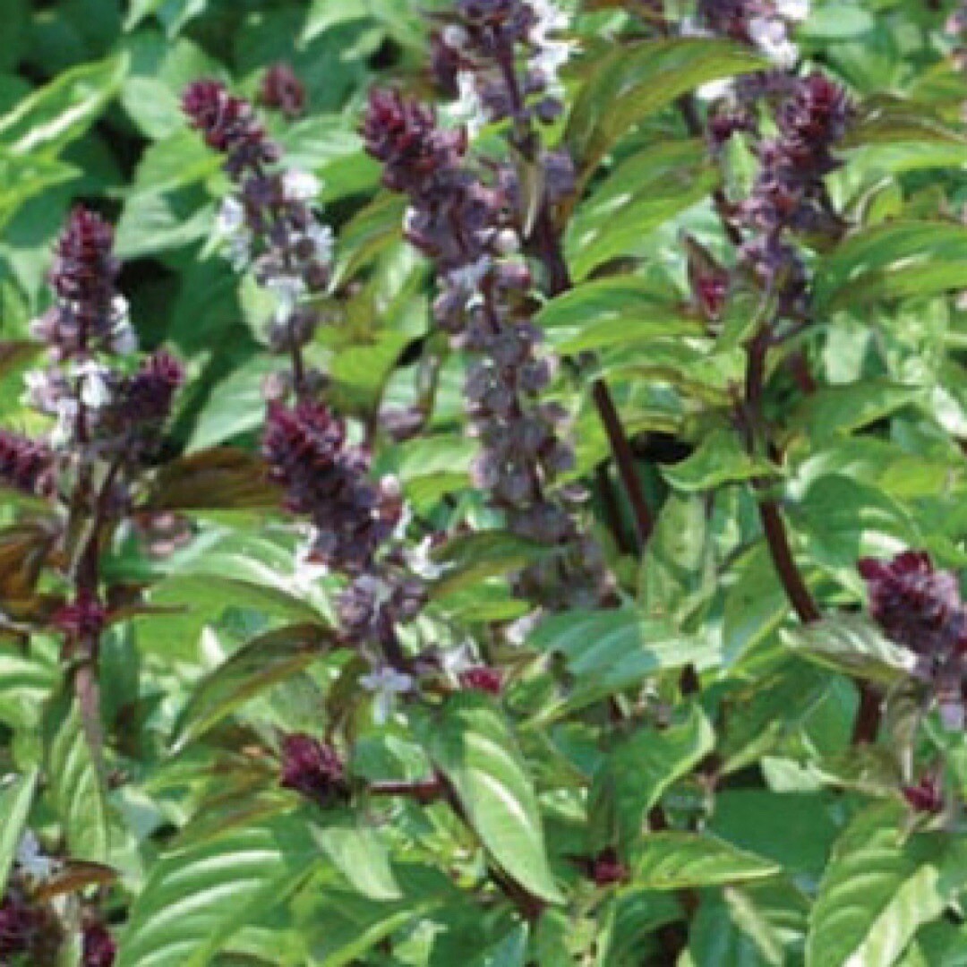 250+ Basil Seeds , Cinnamon – (Ocimum basilicum)Heirloom, FREE SHIPPING USA