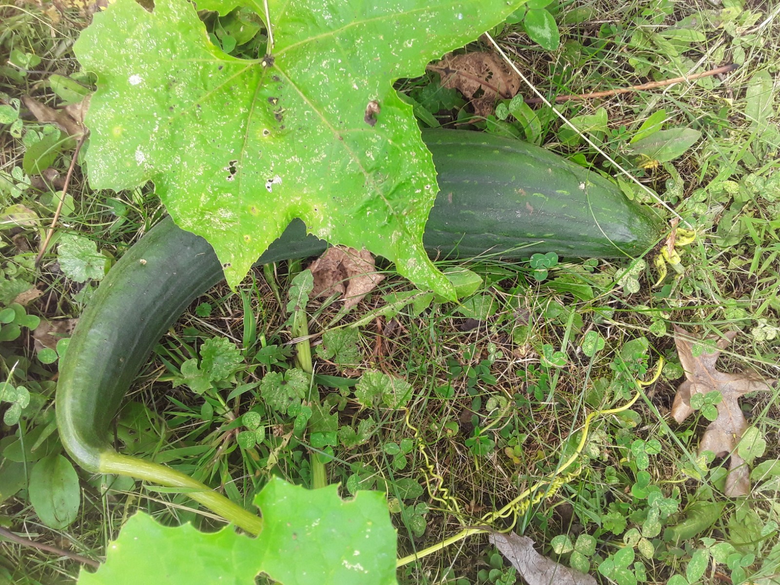 Luffa Sponge Gourd Seeds (10pc)/ Vegetable Sponge
