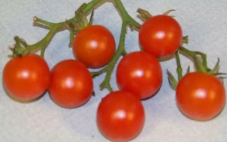 20+ tomato, CHERRY RED, small 1 oz fruit, SEEDS! USA seller
