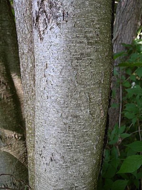 1 Black Alder Tree 12-24″ Bare Root Alnus glutinosa