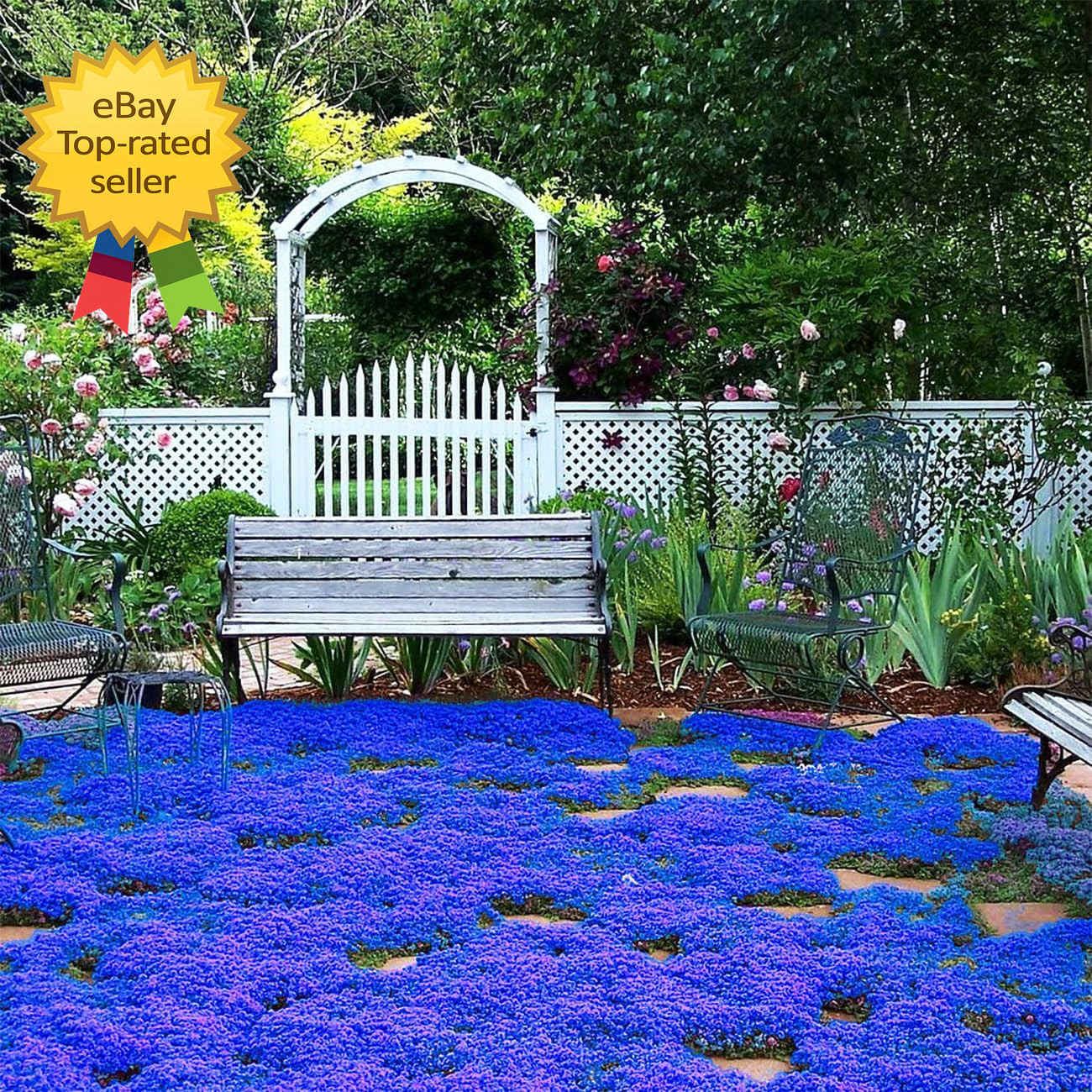 20000+ Magic Blue Creeping Thyme Seeds for Planting Ground Cover Plants Heirloom