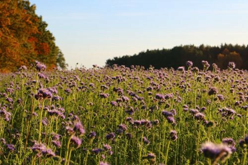 LACY PHACELIA SEEDS 1,700+ | Purple Tansy Flower | Tanacetifolia 