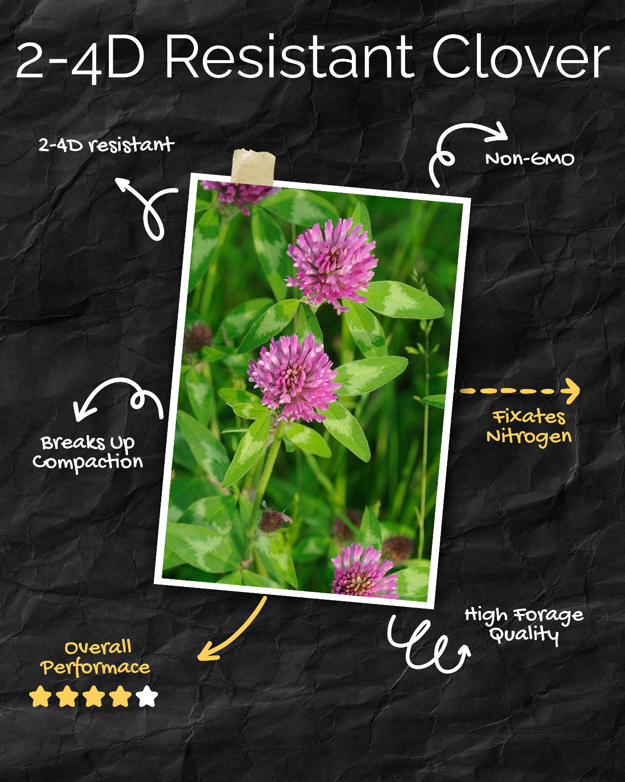 Q Clover Medium Red Clover | 2-4D Resistant Non-GMO Seed for Food Plots 1 ac