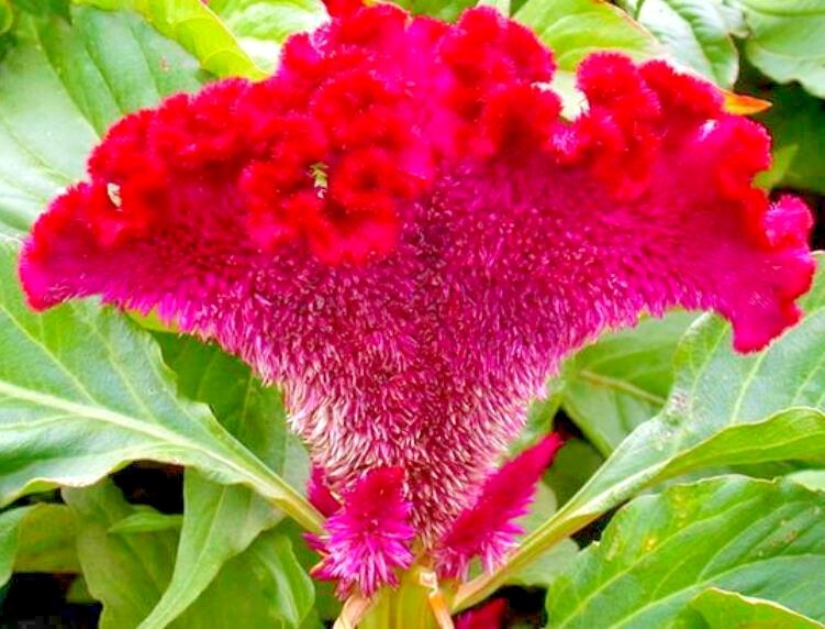 GIANT COCKSCOMB MIX / RED PURPLE GREEN GOLD YELLOW / 3-4 FT STALKS / SPECTACULAR