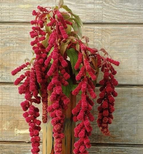 Amaranthus, ‘dreadlocks’ 25 seeds