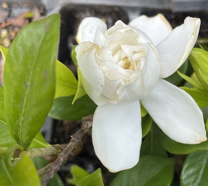 2 Rooted 2”-3” Gardenia