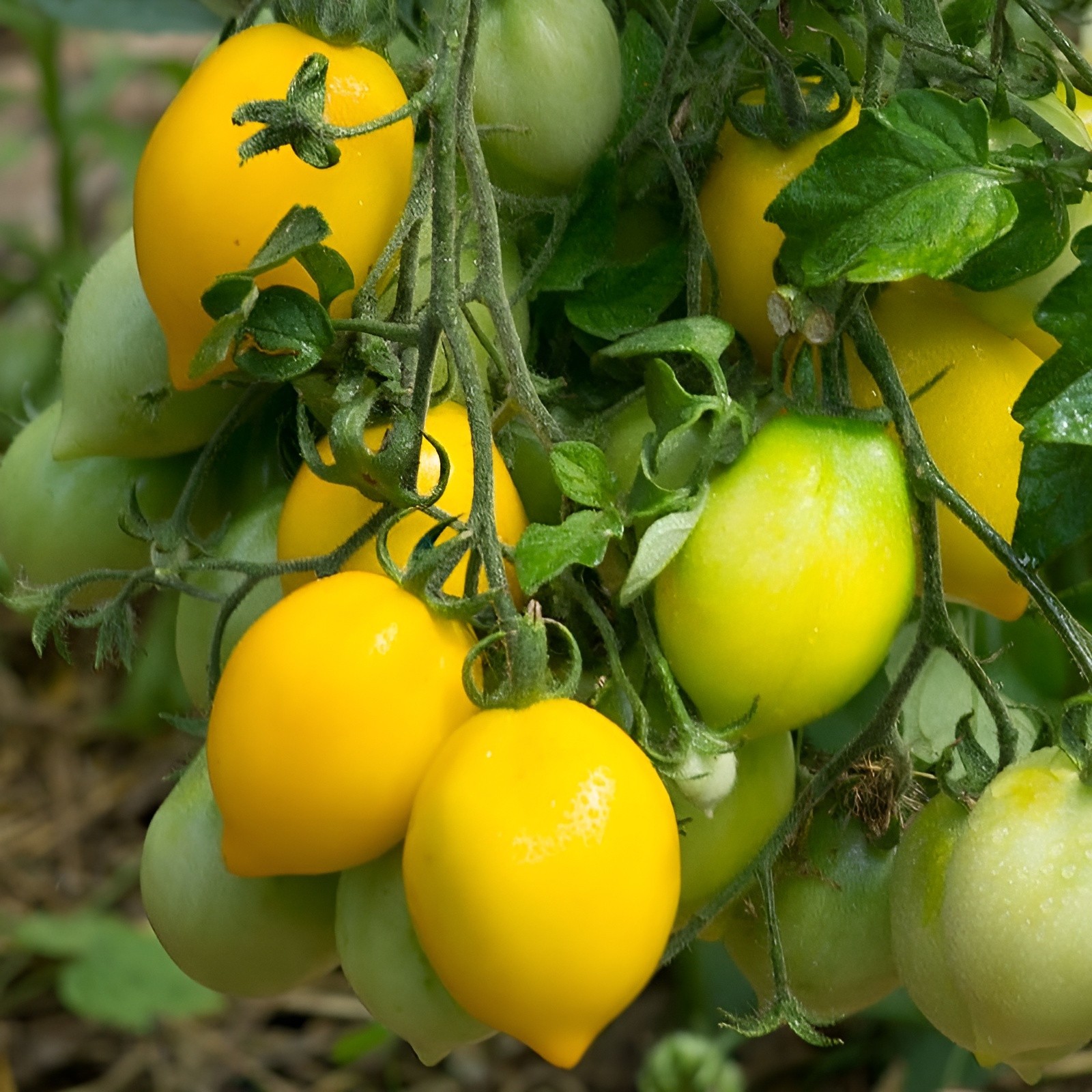 100 Heirloom Rare Lemon Plum Tomato Seeds – Large Sweet Salad Tomato Lemon Shape