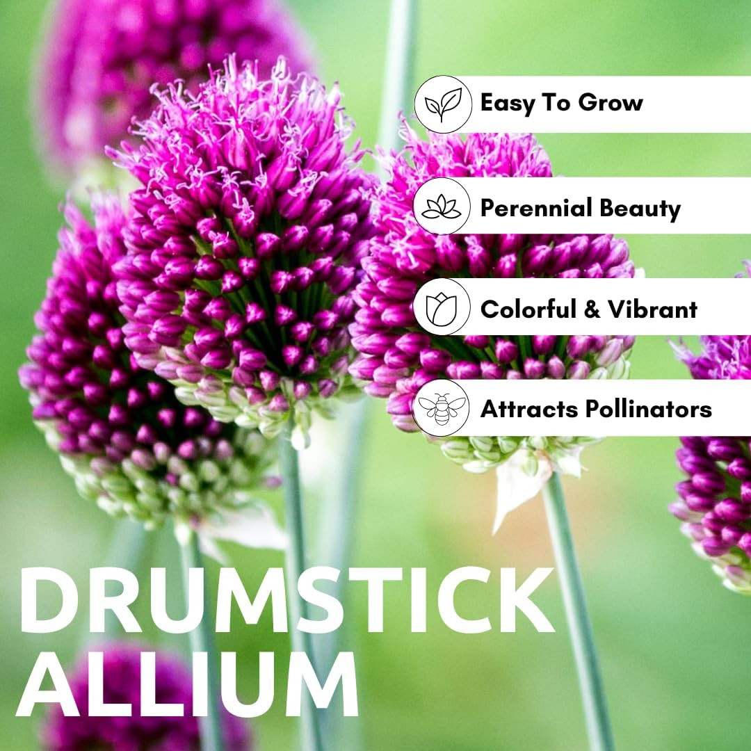 Drumstick Allium Bulbs – Easy to Grow Pennial Flowers, Deer Resistant (10 Bulbs)