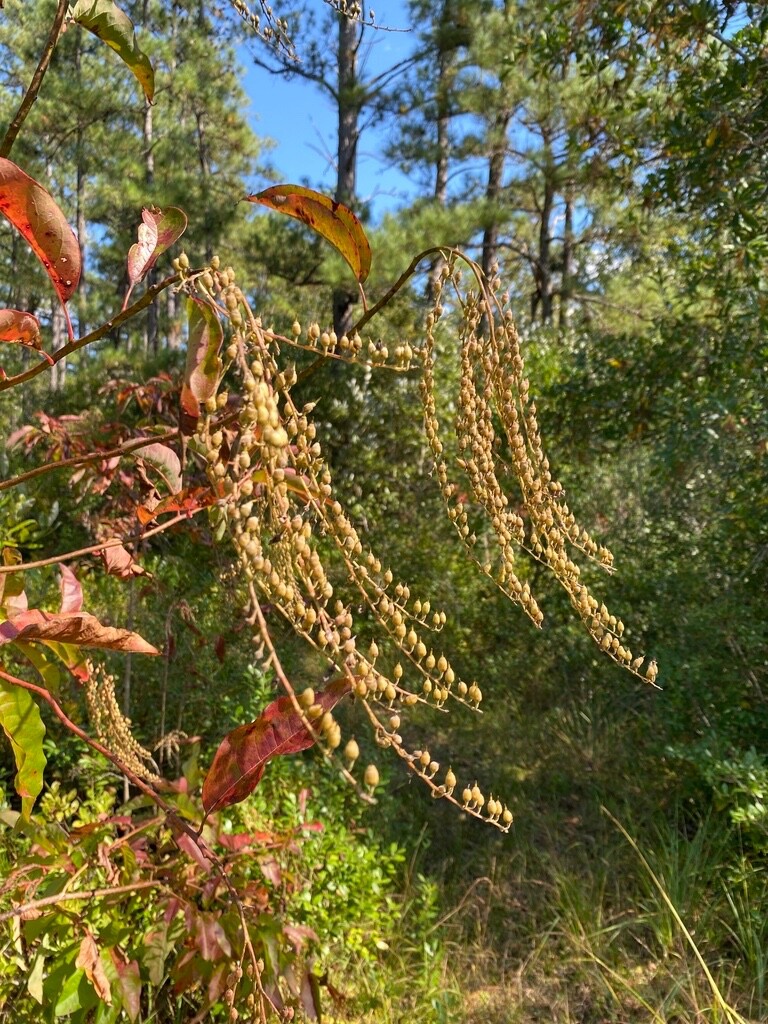 Lily of the Valley Sourwood Seeds (Oxydendrum arboreum) | Honey Bee Tree bonsai